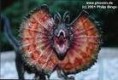 /album/fotogaleria-dilophosaurus/ddd-jpeg/