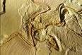 /album/fotogaleria-archaeopteryx/aa-jpeg1/