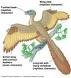 /album/fotogaleria-archaeopteryx/aaaa-jpeg1/